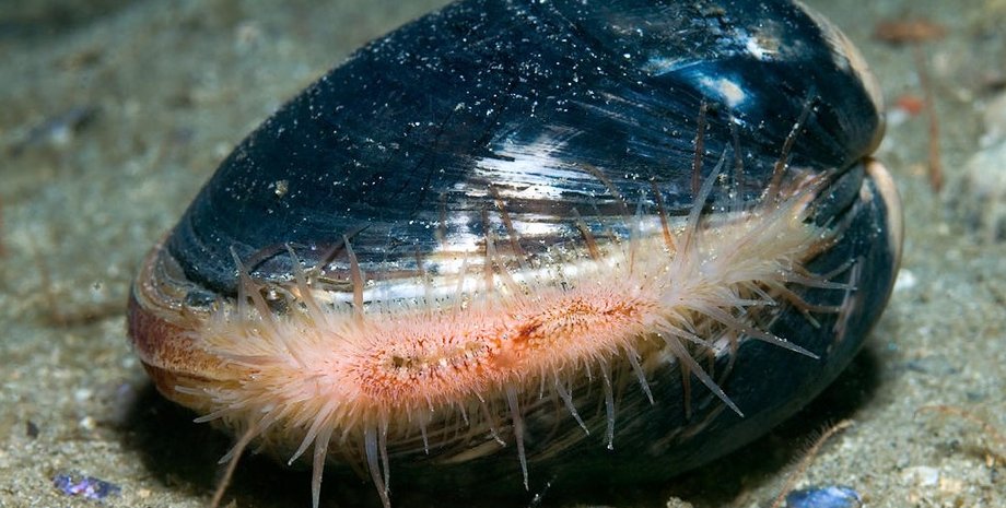 моллюски-куахог, моллюски