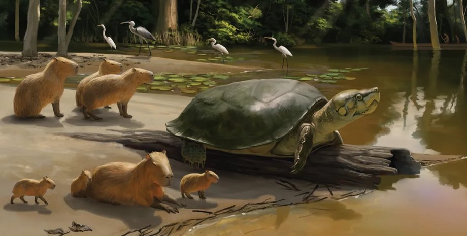 черепахи, гигантские черепахи