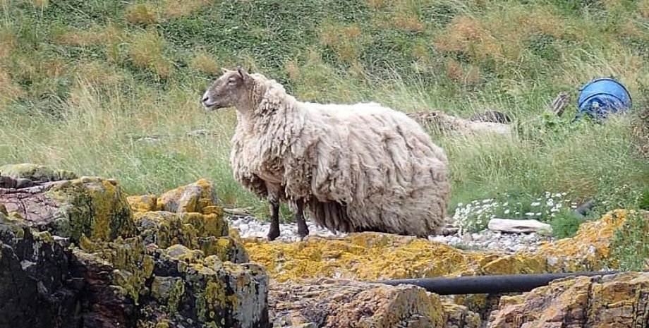 Овца на скале