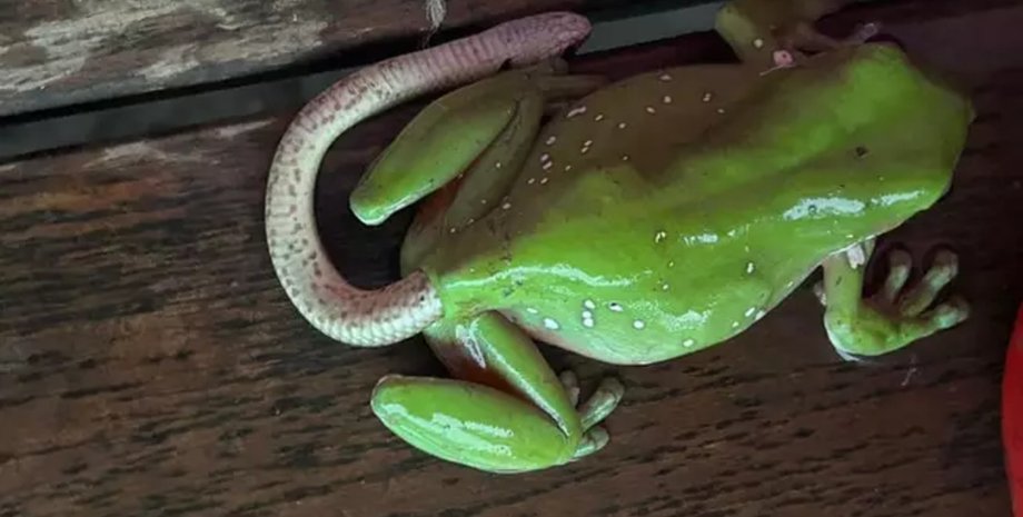 Лягушка, животное, змея, амфибия,