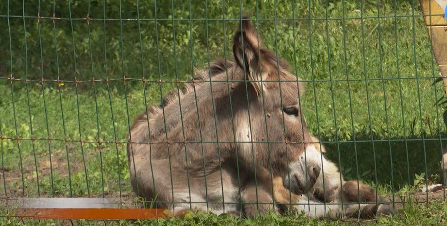 сибирская язва