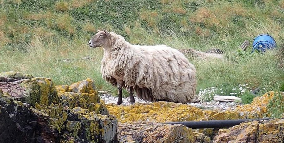 Овца на скале