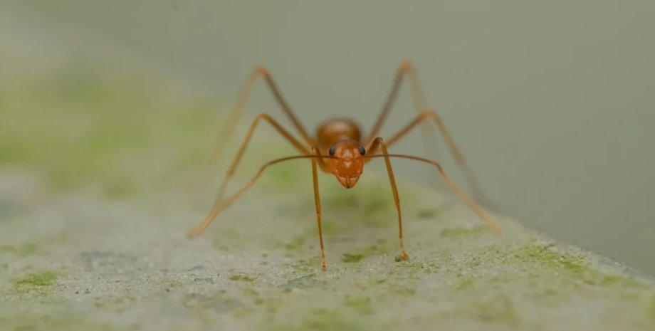 желтые сумасшедшие муравьиные, муравей