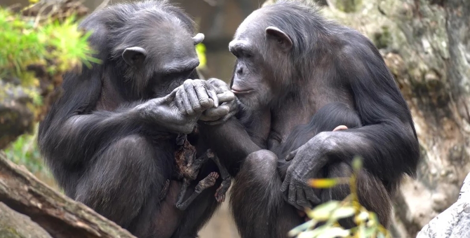 шимпанзе, самка шимпанзе