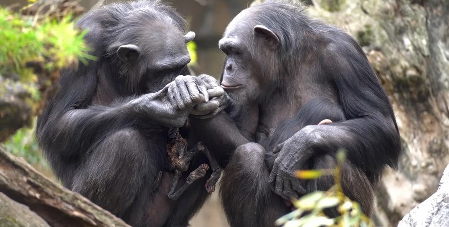 шимпанзе, самка шимпанзе