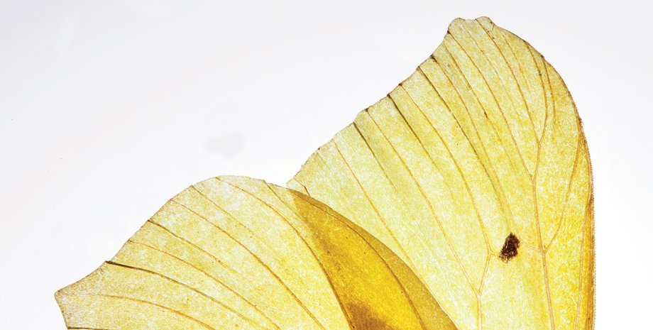 Фото: Getty Images