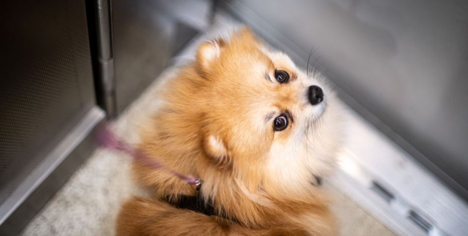 Собака научилась подниматься на лифте, как у нее это получилось, курьезы, интересности, невероятные истории из жизни