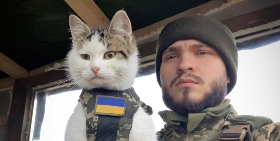 боец ВСУ, боевой кот, кот Шайба, Александр Ляшук, Одесская область, пропал кот, животные на поле боя, вознаграждение