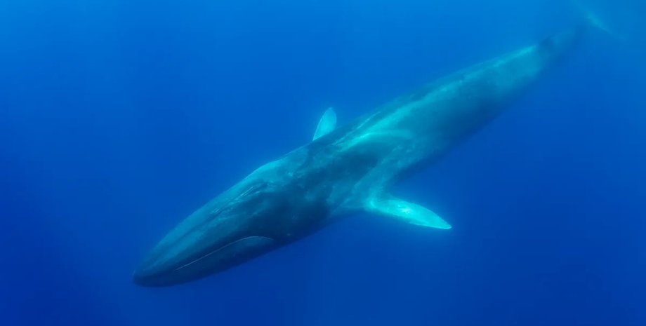 кити фінвали фінвали кити