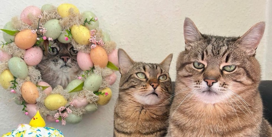 Кіт Степан, кішка Стефанія Кіт Степан, кішка Стефанія