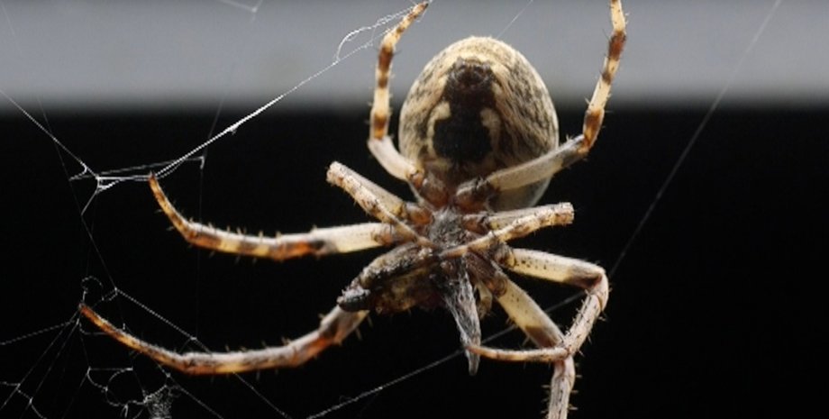 Кадр из видео / Фото: The Columbus Dispatch