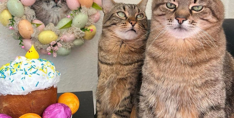 Кот Степан, кошка Стефания