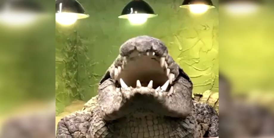 крокодил, мова крокодилів, рептилії