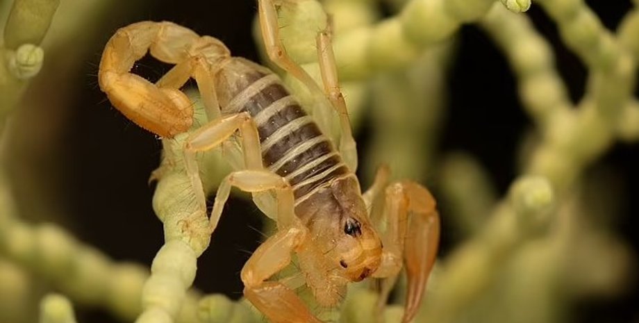 скорпион, новый вид, новый вид скорпионов