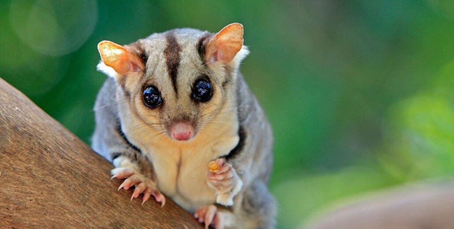 сумчатые летяги, белка планер