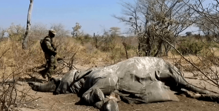 Фото: скриншот