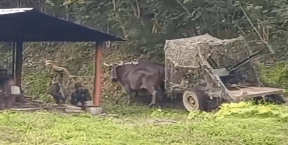 Куба використовує волів у військових навчаннях