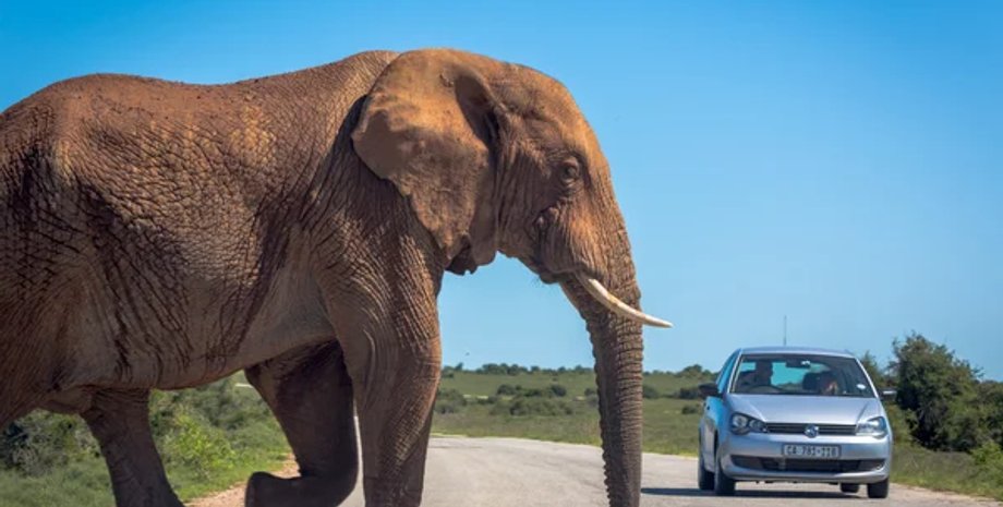 слон, машина и слон, шри-ланка