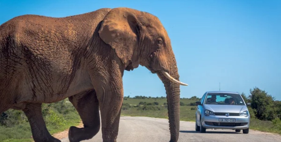 слон слон, машина і слон, шрі-ланка