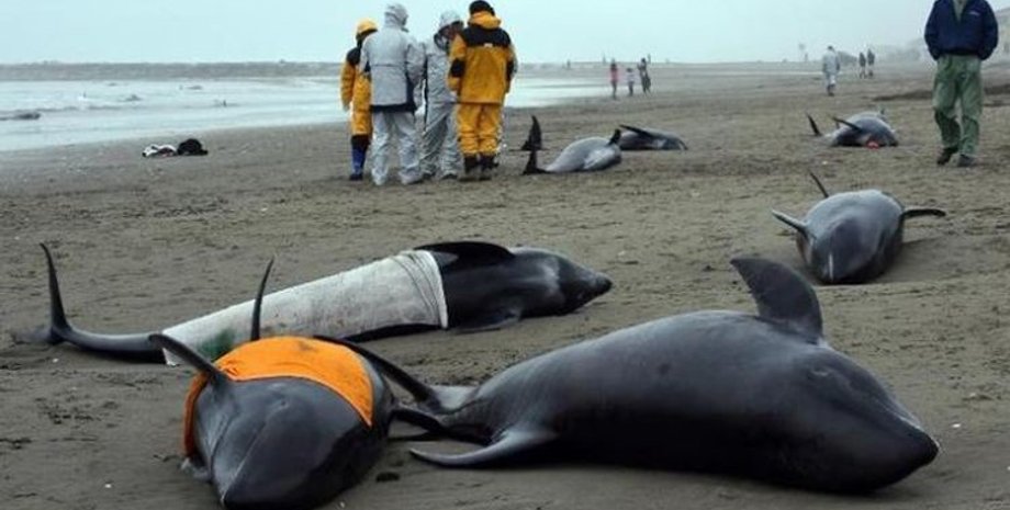 Дельфины, Крым, Промышленное производство, Млекопитающие, Анастасия Коростелева, Безмятежное море