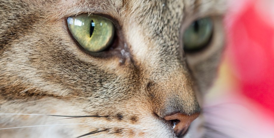 кошка, независимость, порода