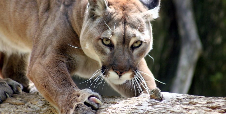 Фото: mailtribune.com