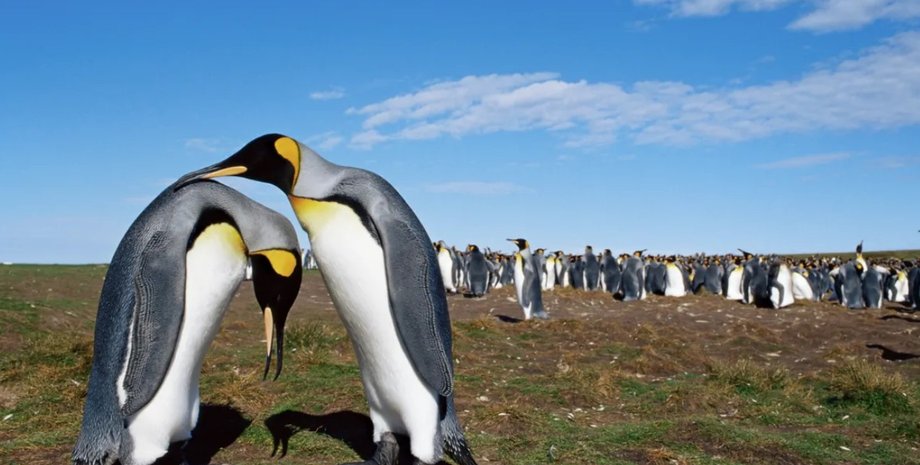 старіння пінгвінів