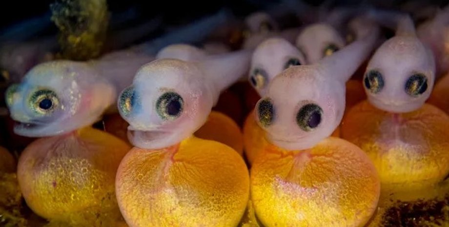 мальки, мальки в океане