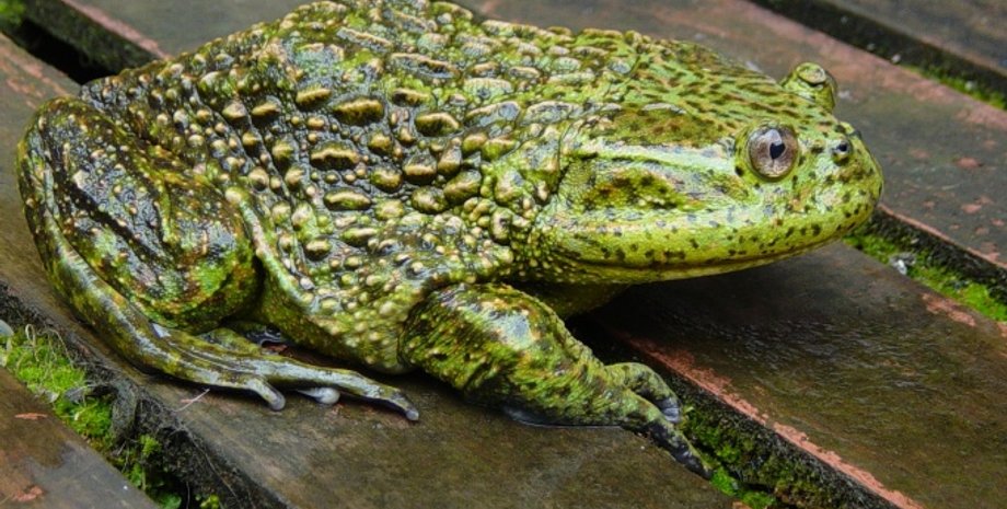 Современный родственник древней лягушки. Фото: "Википедия"