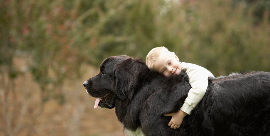 собака, 5 пород собак для детей, порода собаки для семьи, семейная собака, ретривер, боксер, лабрадор