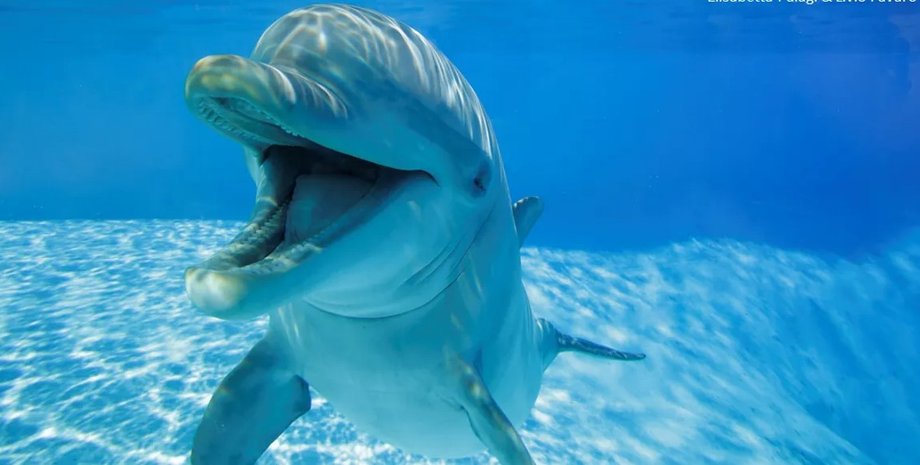 дельфины, язык дельфинов, общение с дельфинами