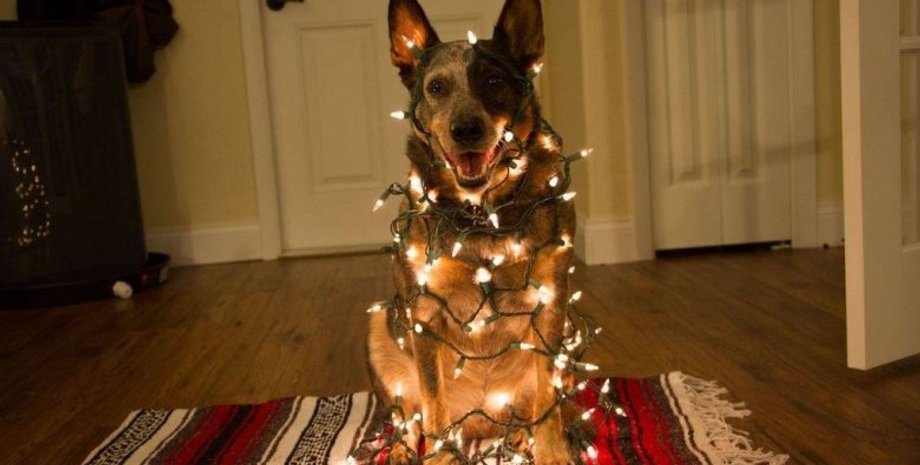 Теперь французам предстоит украшать к Новому году что-то другое/ фото: update.com.ua