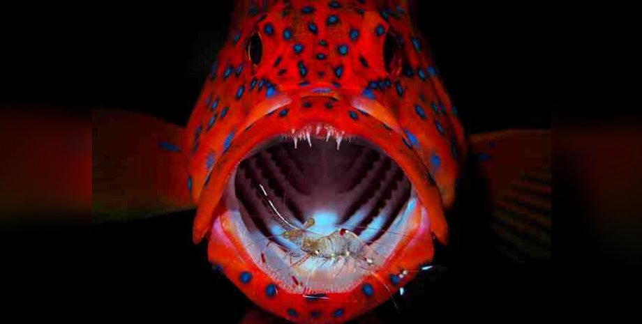 лучши фото животных 2023