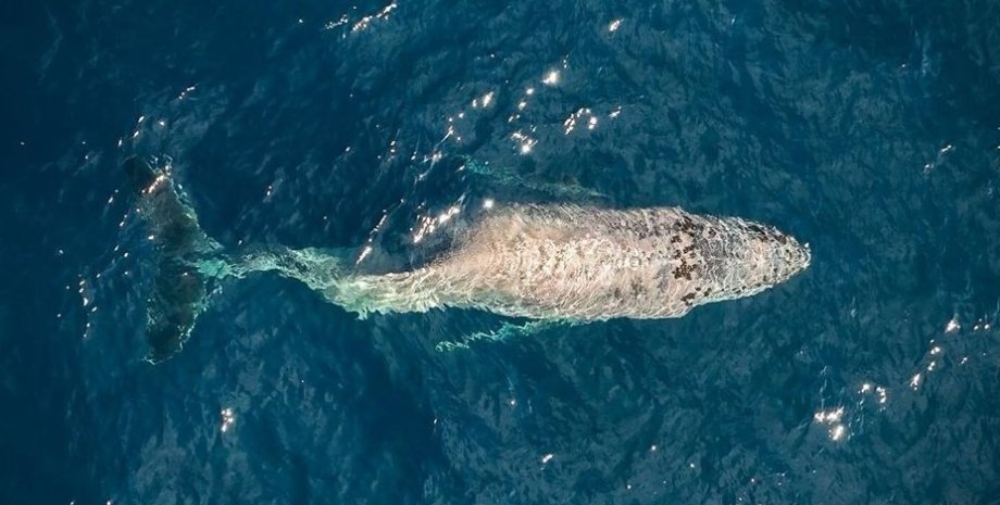 кит, горбатий кит, кит зі зламаною спиною