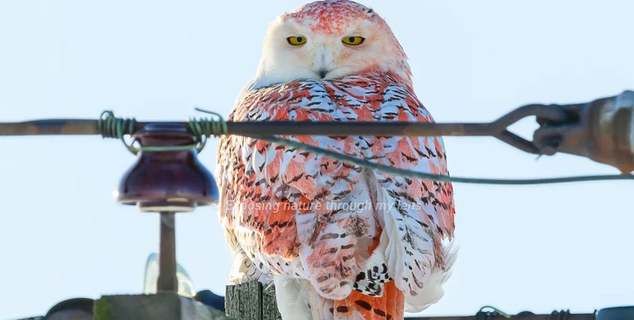 сова, белая сова, белая сова окрас