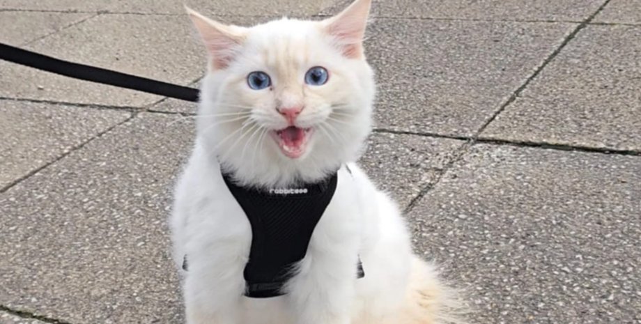 кот улица Женщина взяла котика на первую прогулку по улице: его реакция стала мемом