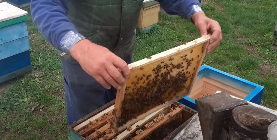 Пчелы, улей, пасечник