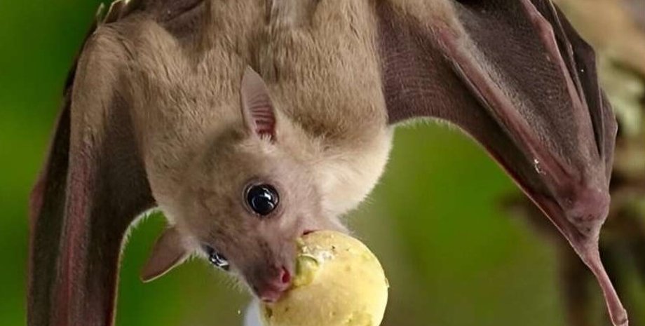 летучая мышь, летучая мышь питание, летучая мышь способности