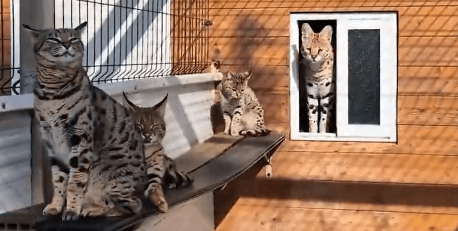 кошки, коты, экзотические животные, леопард, рысь