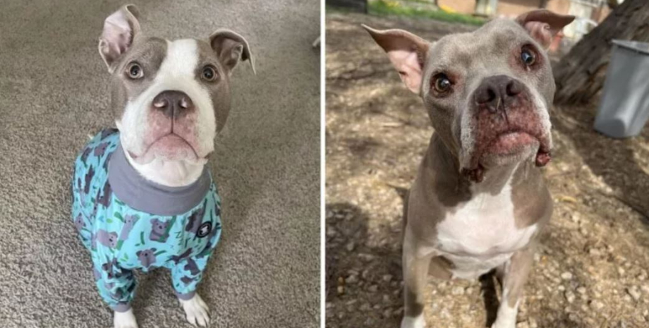 ДНК-тест, курьезы, животные, собаки, интересные истории из жизни, домашние любимцы, приколы, странные случаи