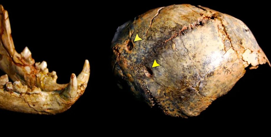 Paranthropus robustus