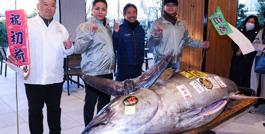 тунец, 1,3 миллиона долларов, новогодний аукцион в Японии, голубой тунец