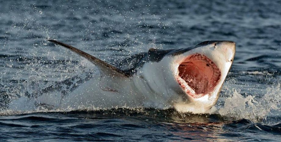 Туша большой белой акулы напугала ученых, кто убил смертоносную хищницу, исследование, вывод ученых
