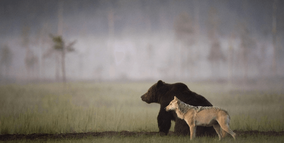 Ділилися здобиччю та мандрували: фотограф зафіксував десять днів дружби вовка та ведмедя