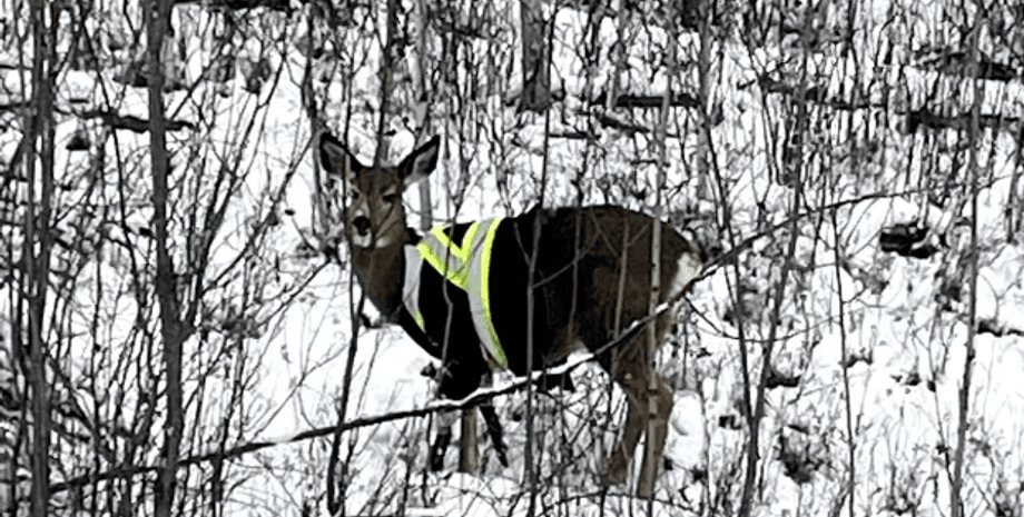 Светоотражатели, куртка, олень, канада