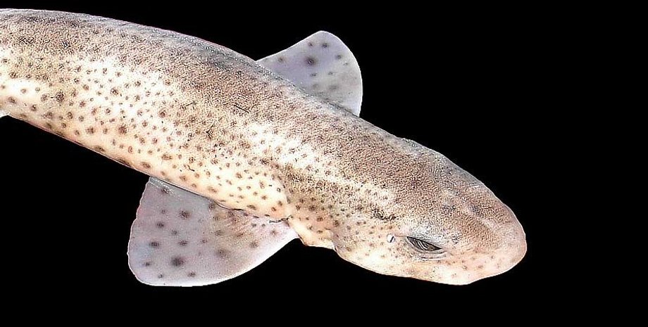 песчаная акула, акула, мелкопятнистая акула