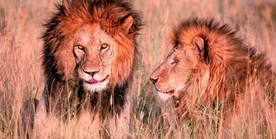 лев, ірак, лев розтерзав людину, домашній вихованець, домашній лев