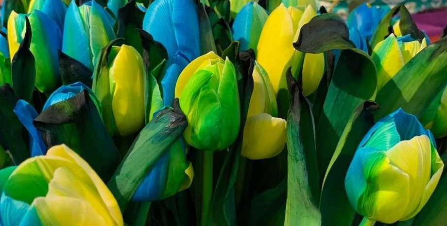 тюльпан, Голландія, Україна