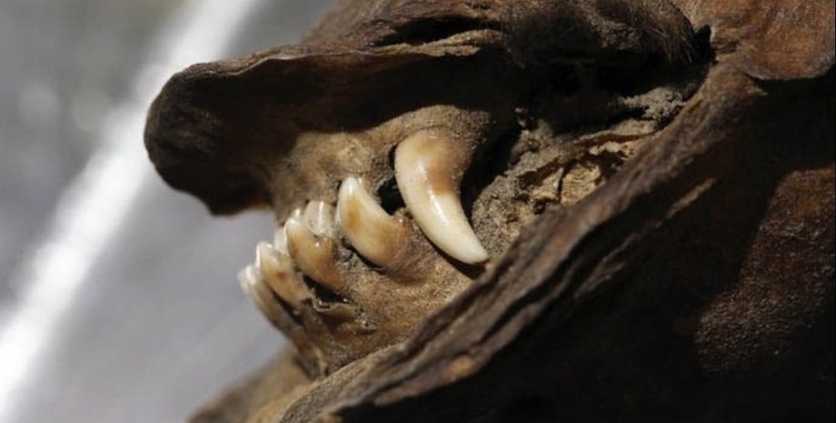 Northeastern Federal University