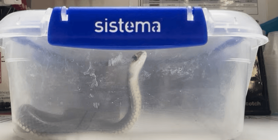 Змія в контейнері, змія, рептилія, отруйна змія, небезпечні тварини, принесли змію в лікарню, змія в лікарні, протиотрута